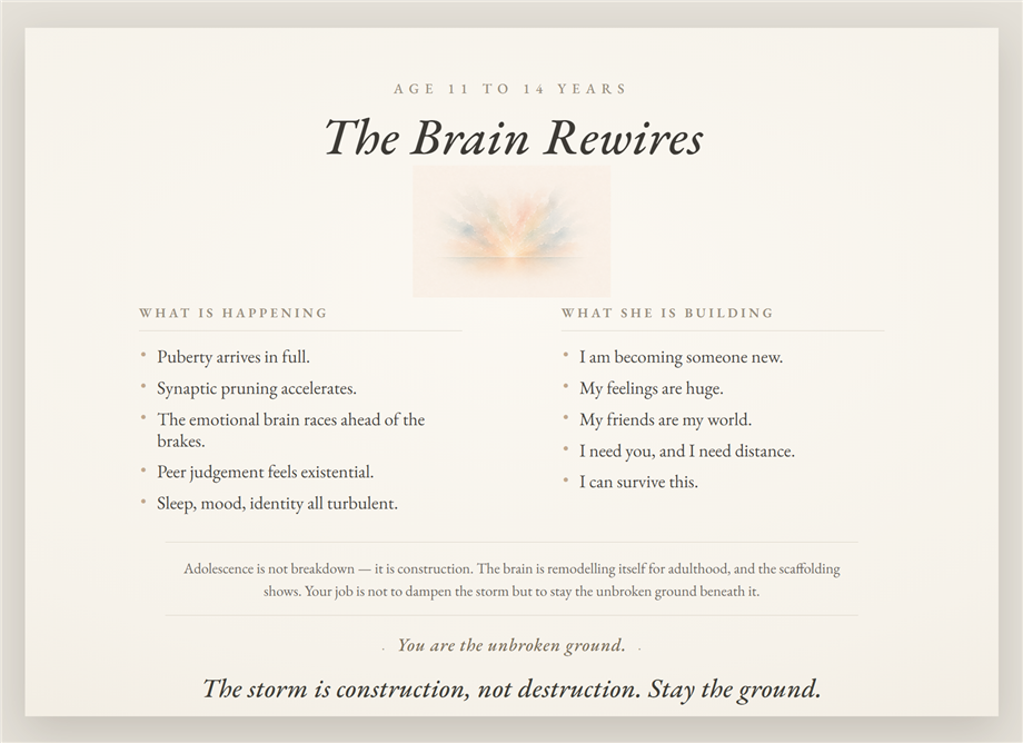 Poster 11 — The Brain Rewires, age 11 to 14